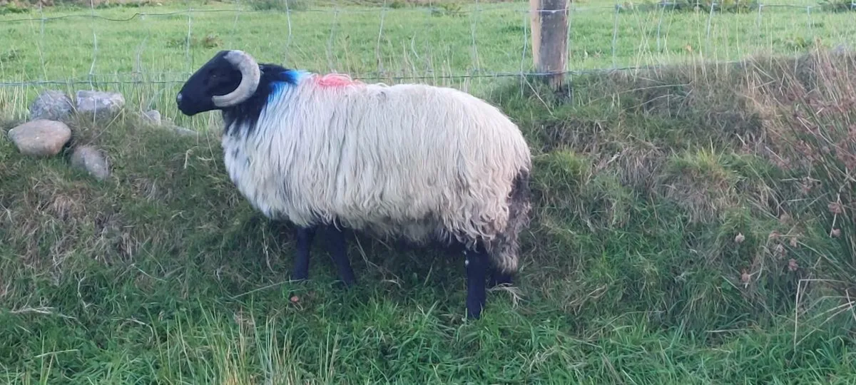 SIS MAYO BLACKFACE  RAM LAMB - Image 3