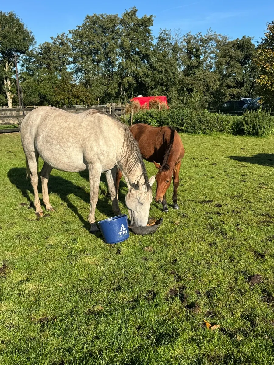 Mare by clover echo & foal by Velvet VD Berghoeve - Image 2