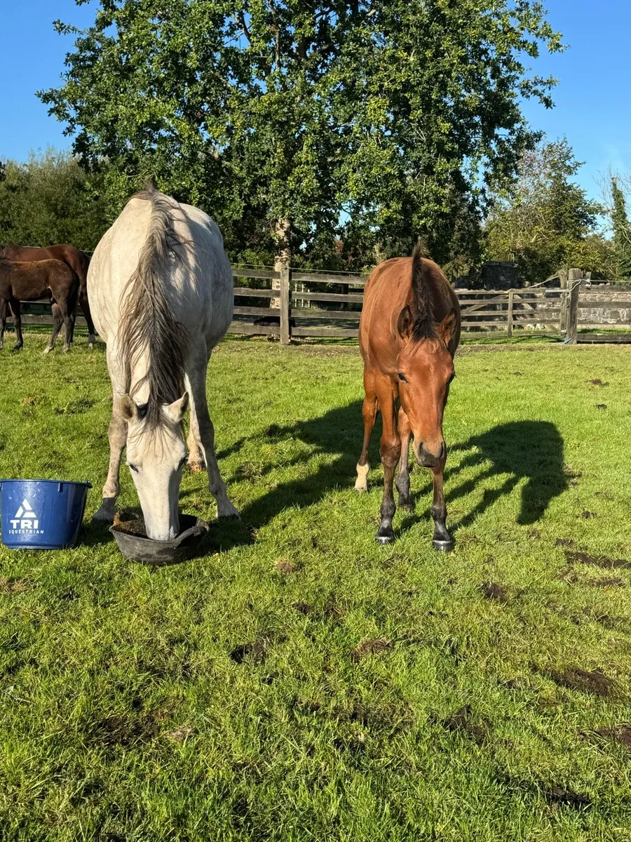 Mare by clover echo & foal by Velvet VD Berghoeve - Image 3