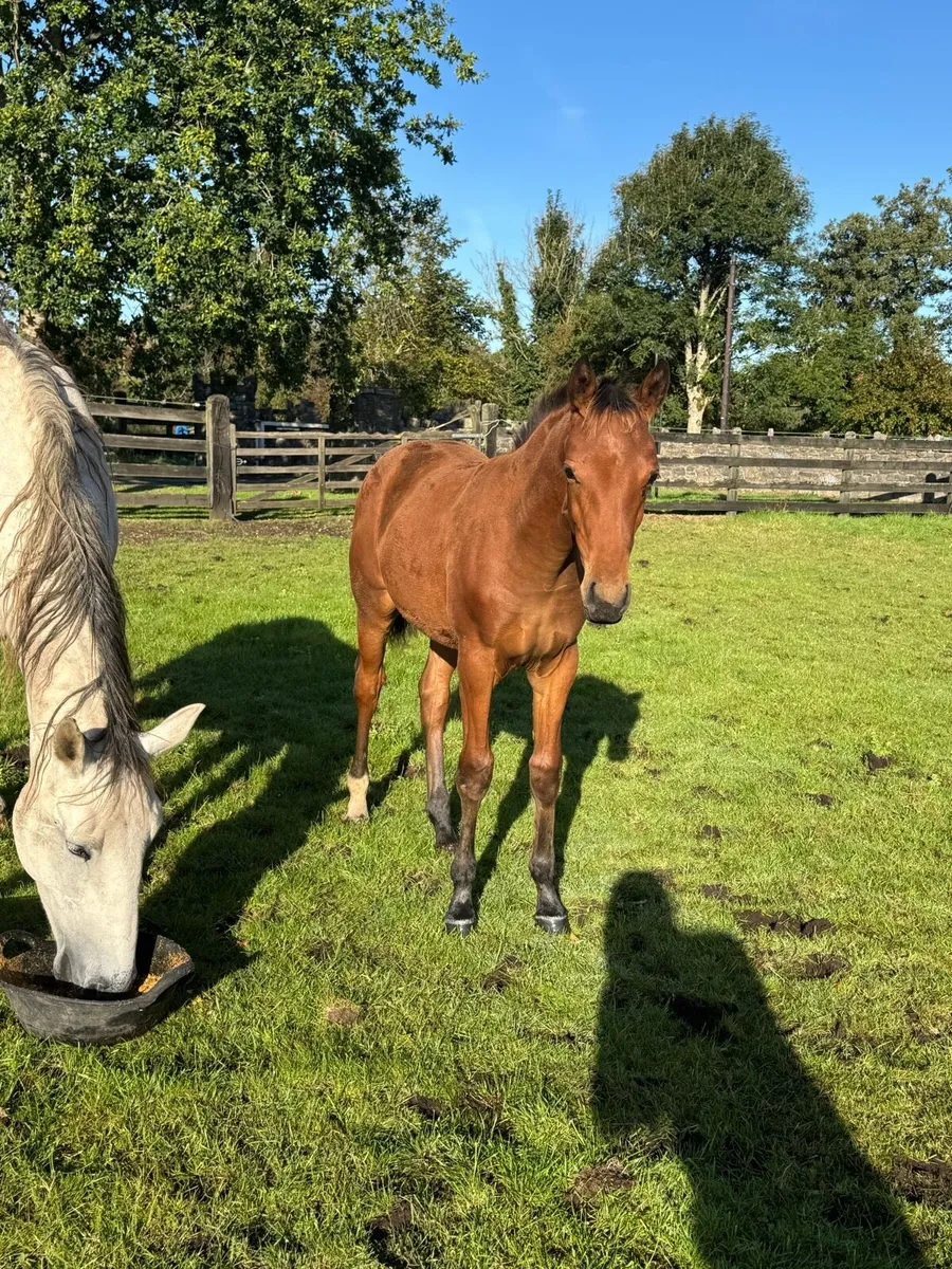 Mare by clover echo & foal by Velvet VD Berghoeve - Image 4