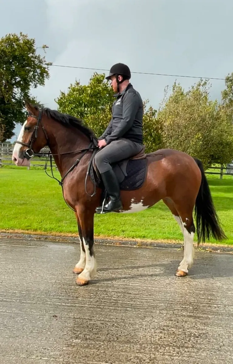 Bay Filly Broken and riding - Image 1
