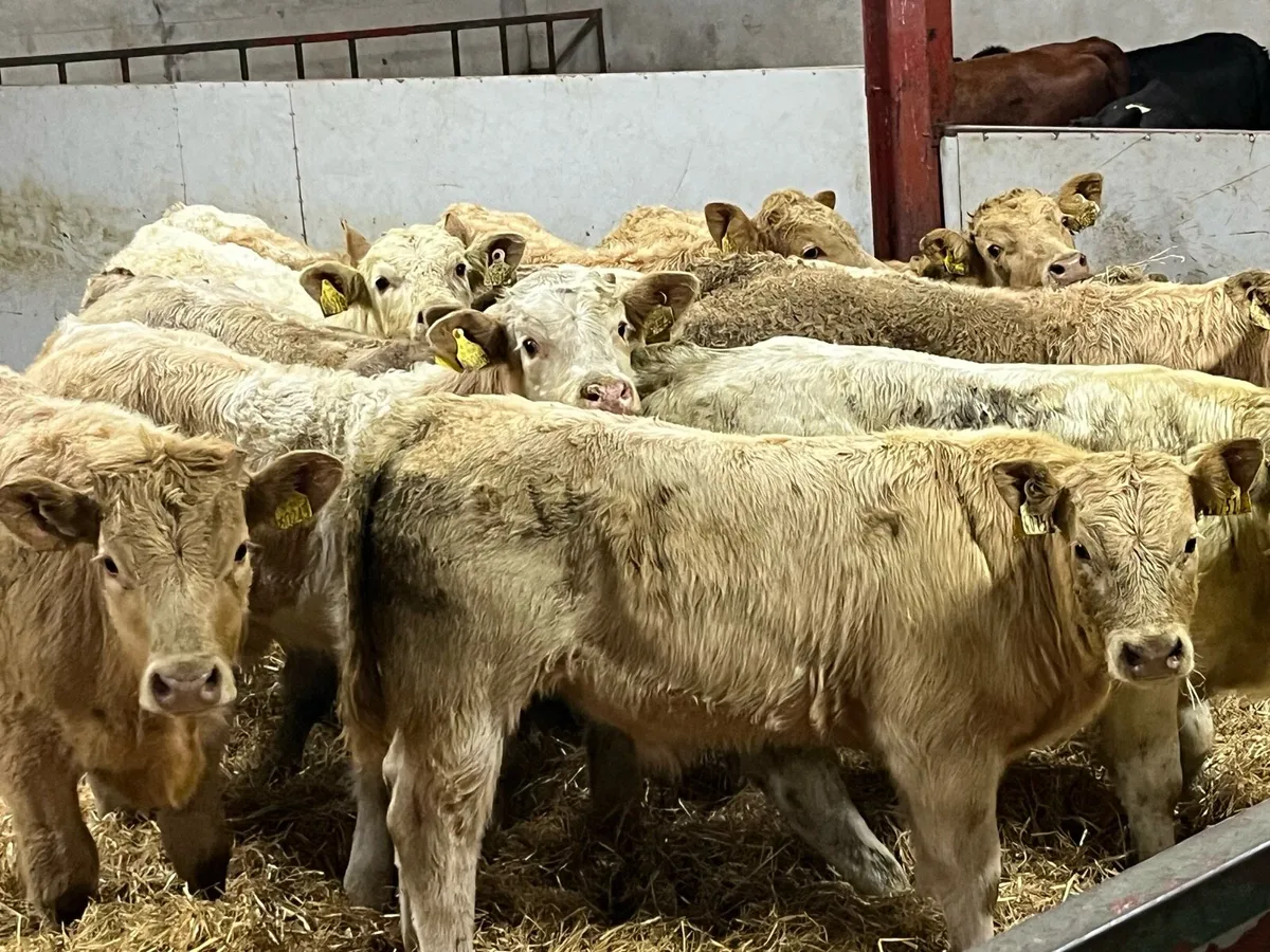 12 Super 260Kg Golden CH Bull Weanlings - Image 1