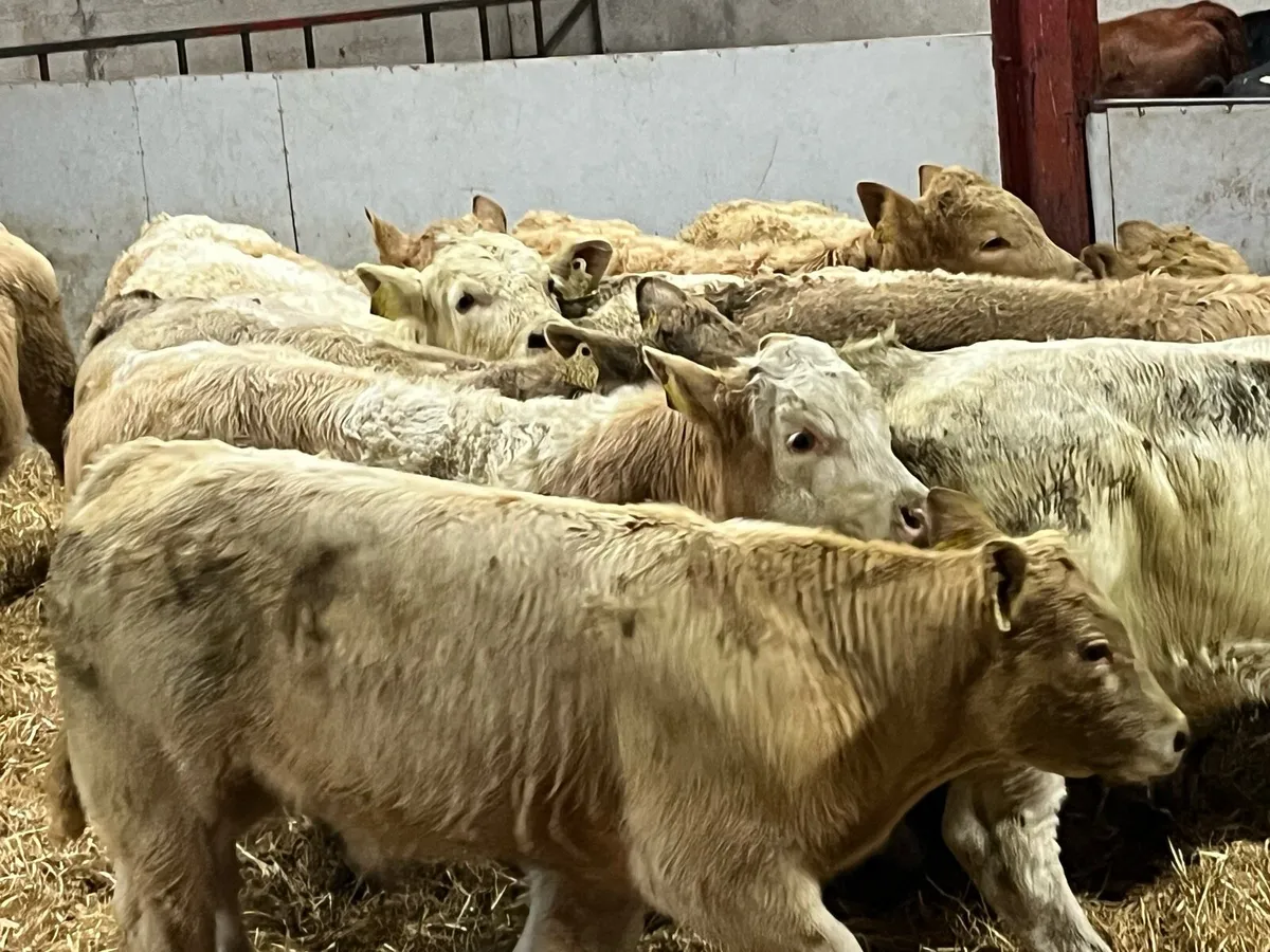 12 Super 260Kg Golden CH Bull Weanlings - Image 2