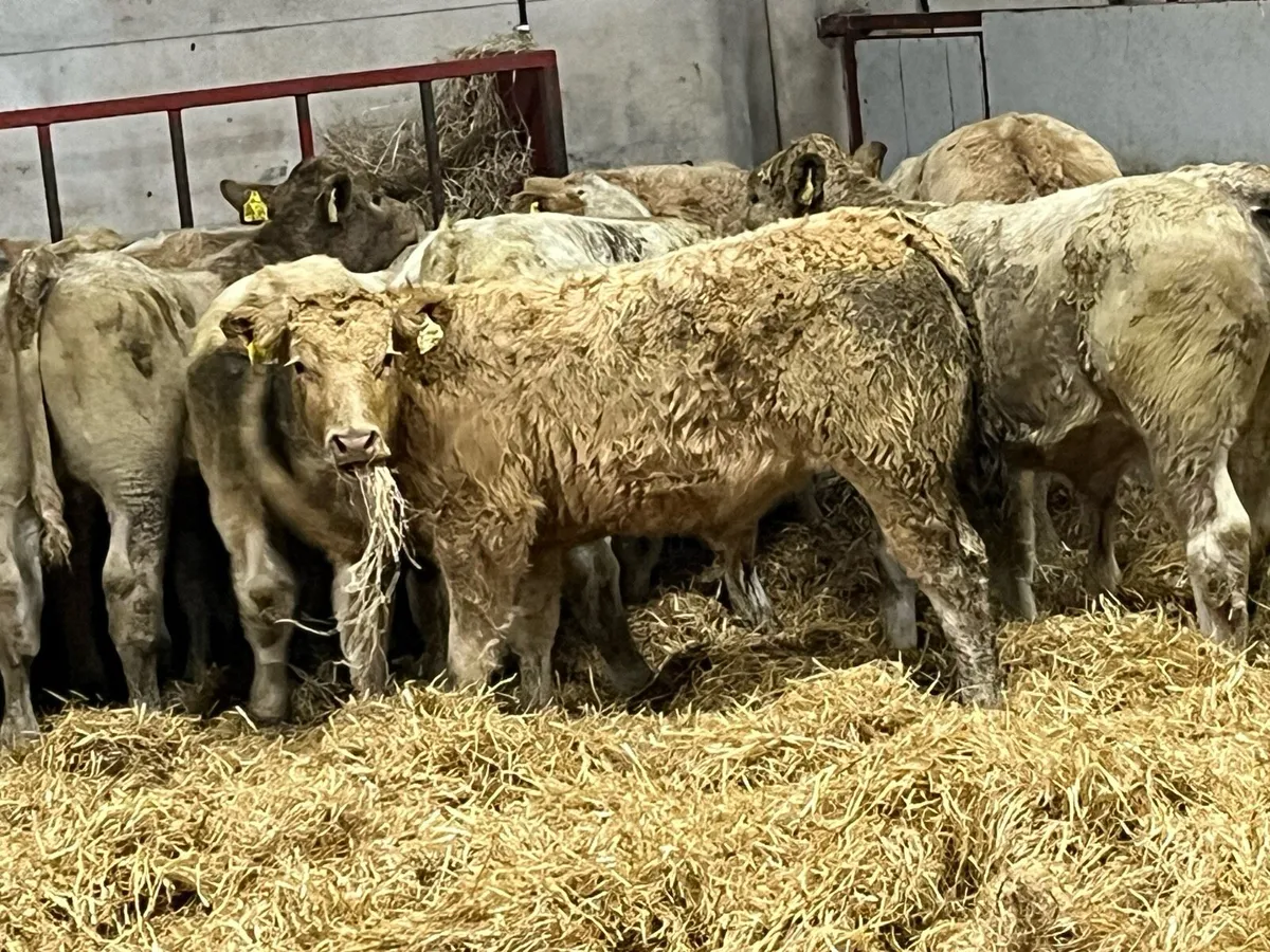 12 Super 260Kg Golden CH Bull Weanlings - Image 3