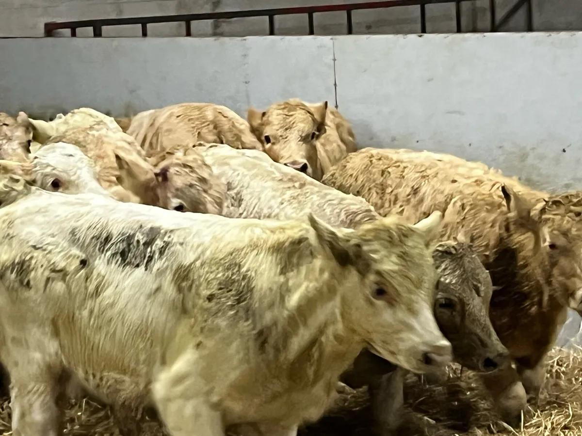 12 Super 260Kg Golden CH Bull Weanlings - Image 4