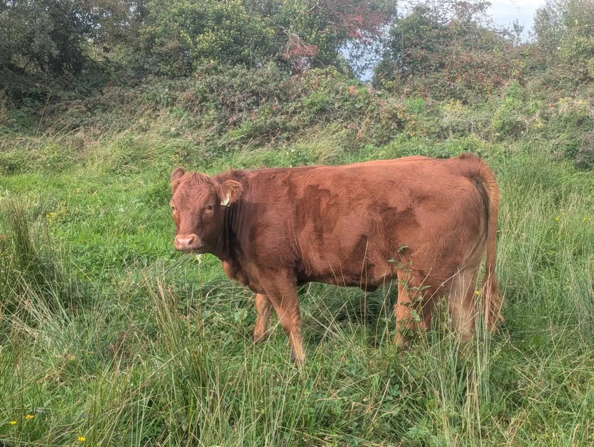 17 Organic 5 Star U Grade LM x SI Heifer Wanlings - Image 2
