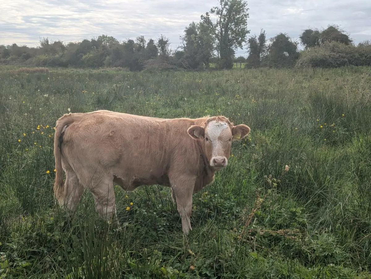 17 Organic 5 Star U Grade LM x SI Heifer Wanlings - Image 3