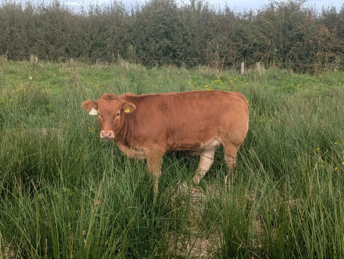 17 Organic 5 Star U Grade LM x SI Heifer Wanlings - Image 4