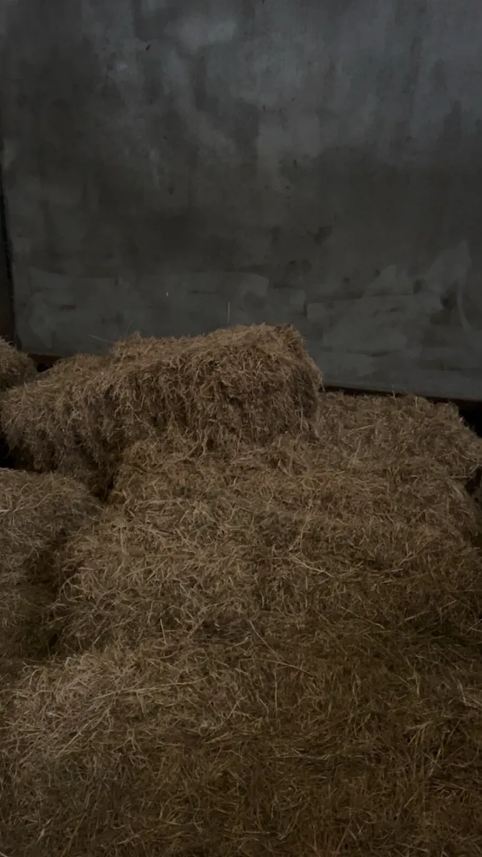 Hay - Image 1
