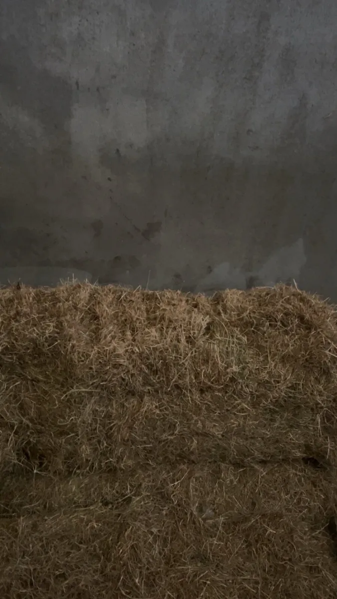 Hay - Image 2
