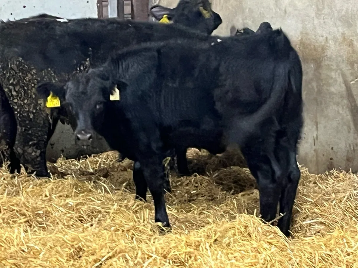 5 Super AA Heifer Weanlings - Image 1