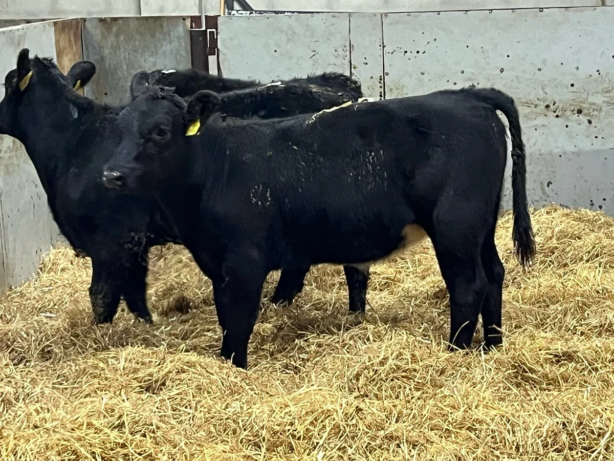 5 Super AA Heifer Weanlings - Image 2