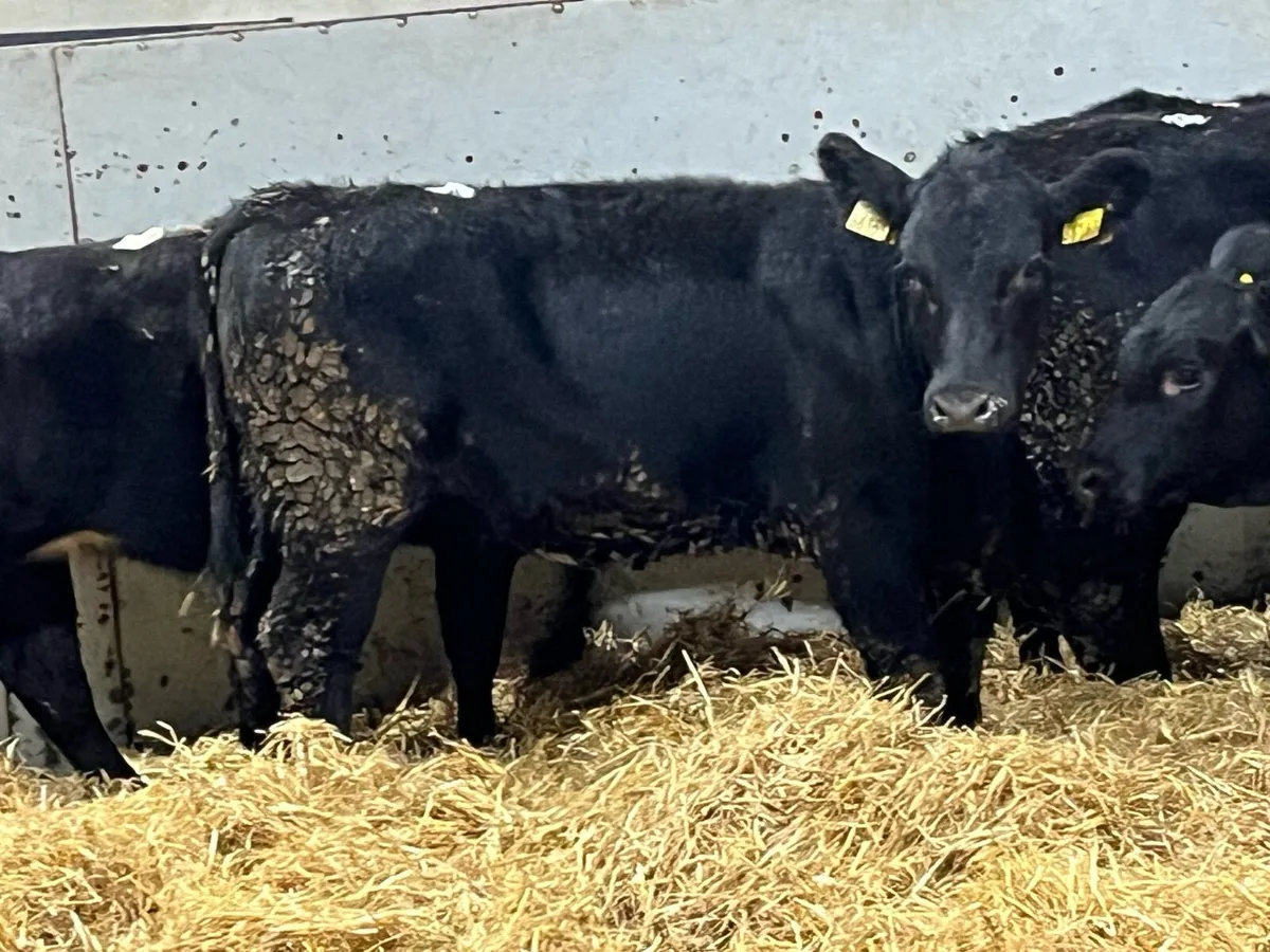 5 Super AA Heifer Weanlings - Image 3