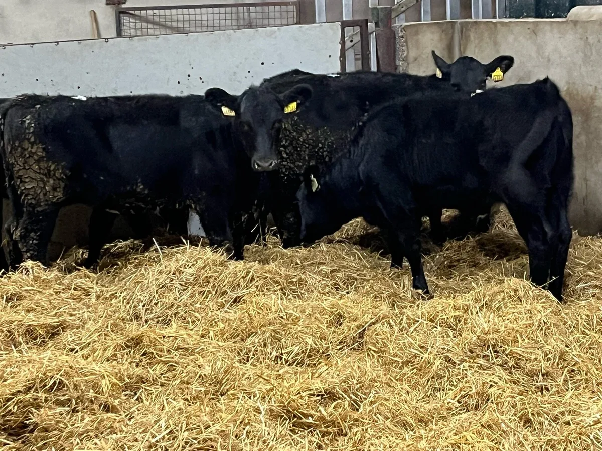 5 Super AA Heifer Weanlings - Image 4