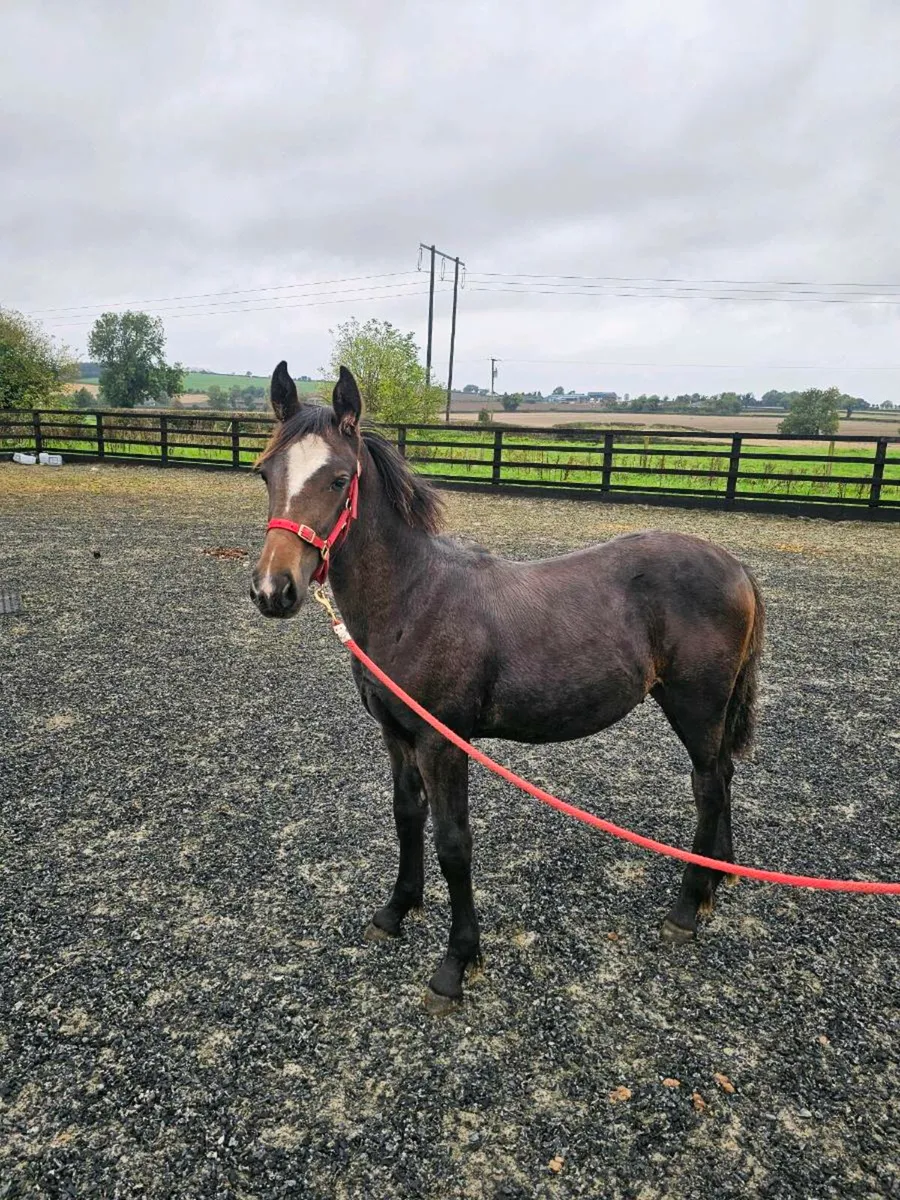 Foal - Image 3