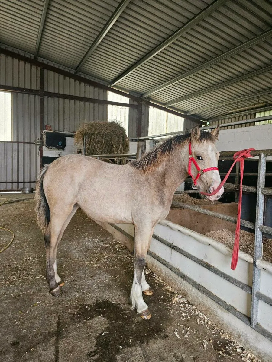 Filly foal - Image 1
