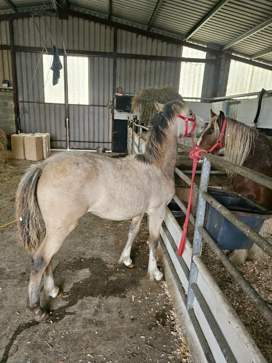 Filly foal - Image 2