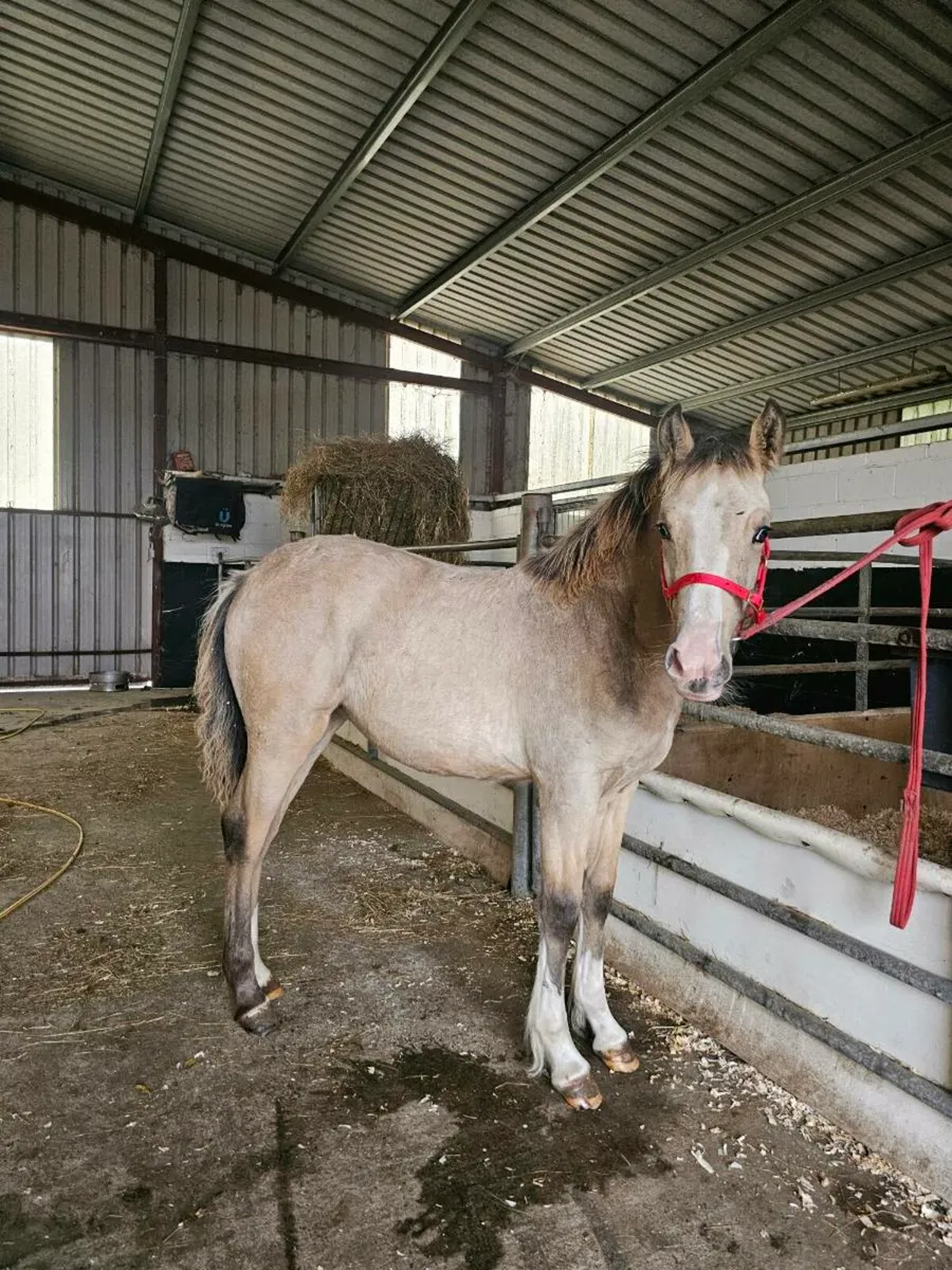 Filly foal - Image 3
