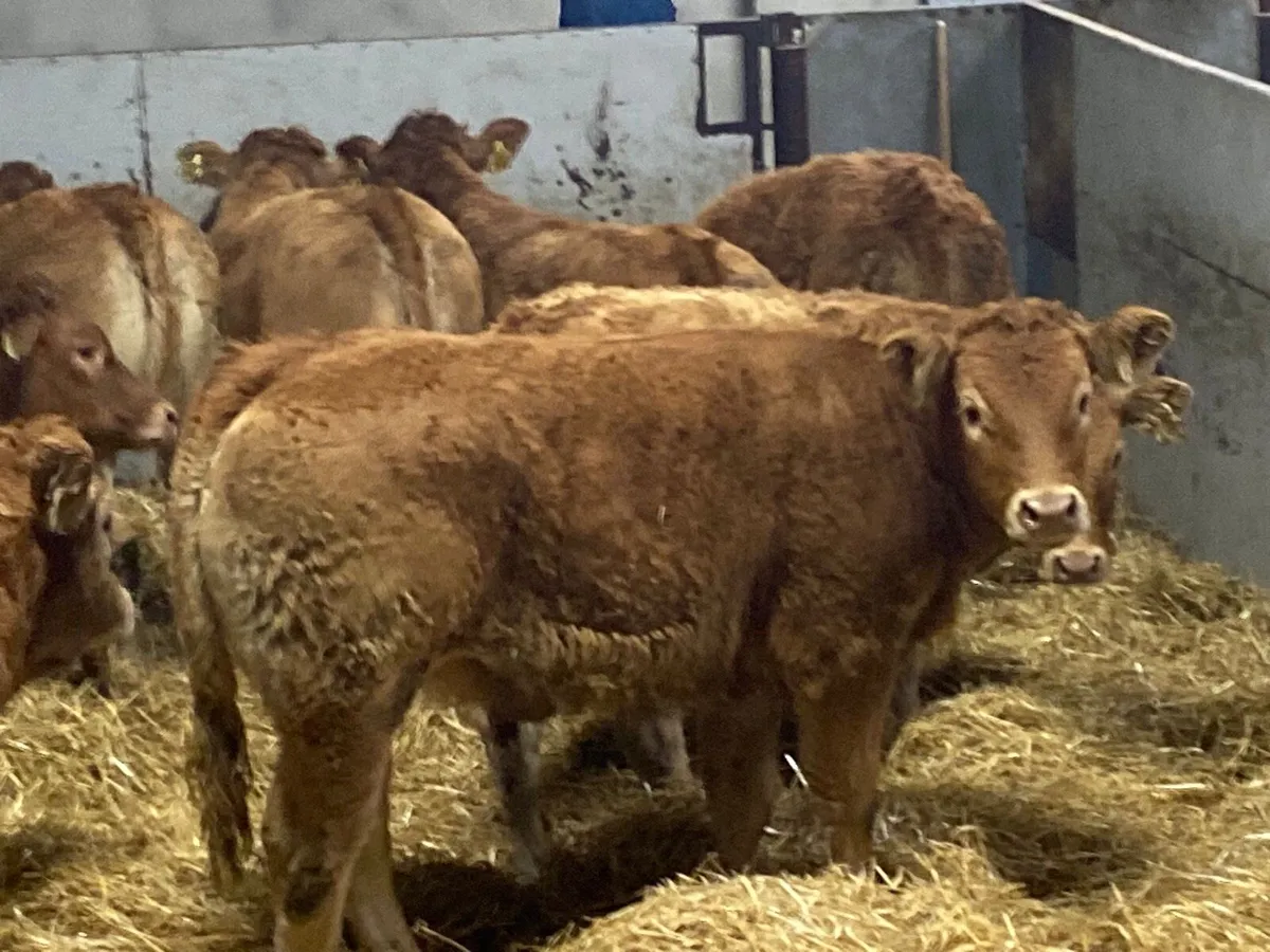 10 Super U Grade Red LIM Heifer Weanlings - Image 2