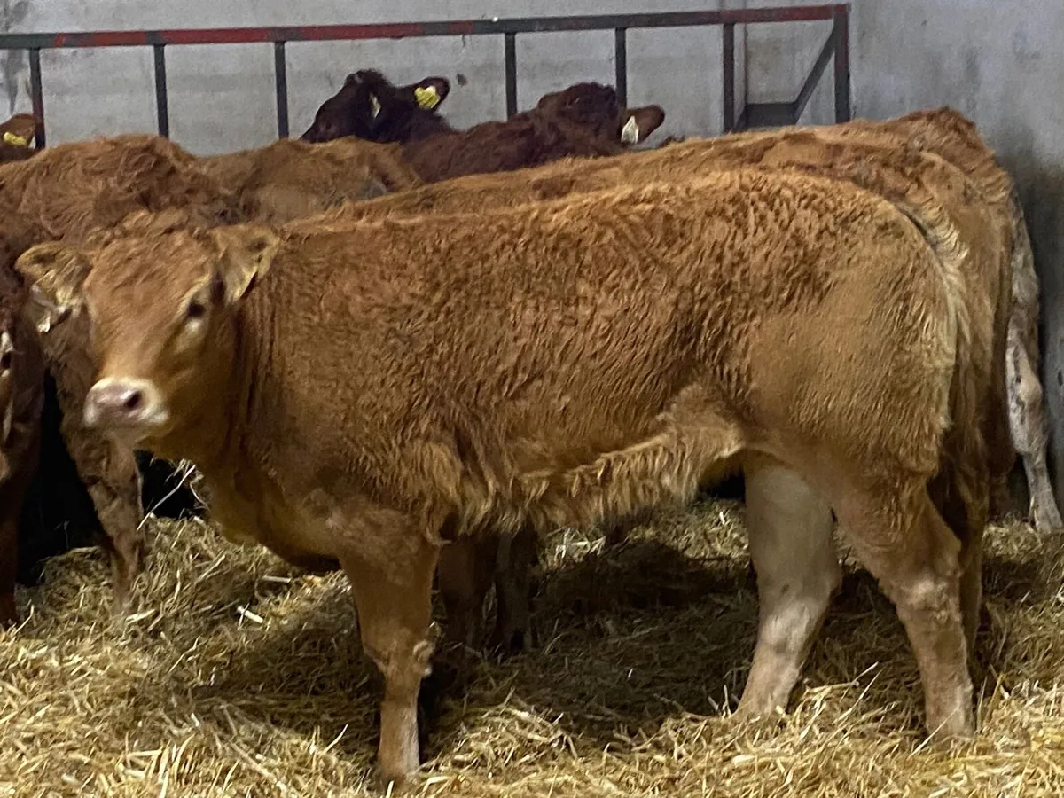 10 Super U Grade Red LIM Heifer Weanlings - Image 3