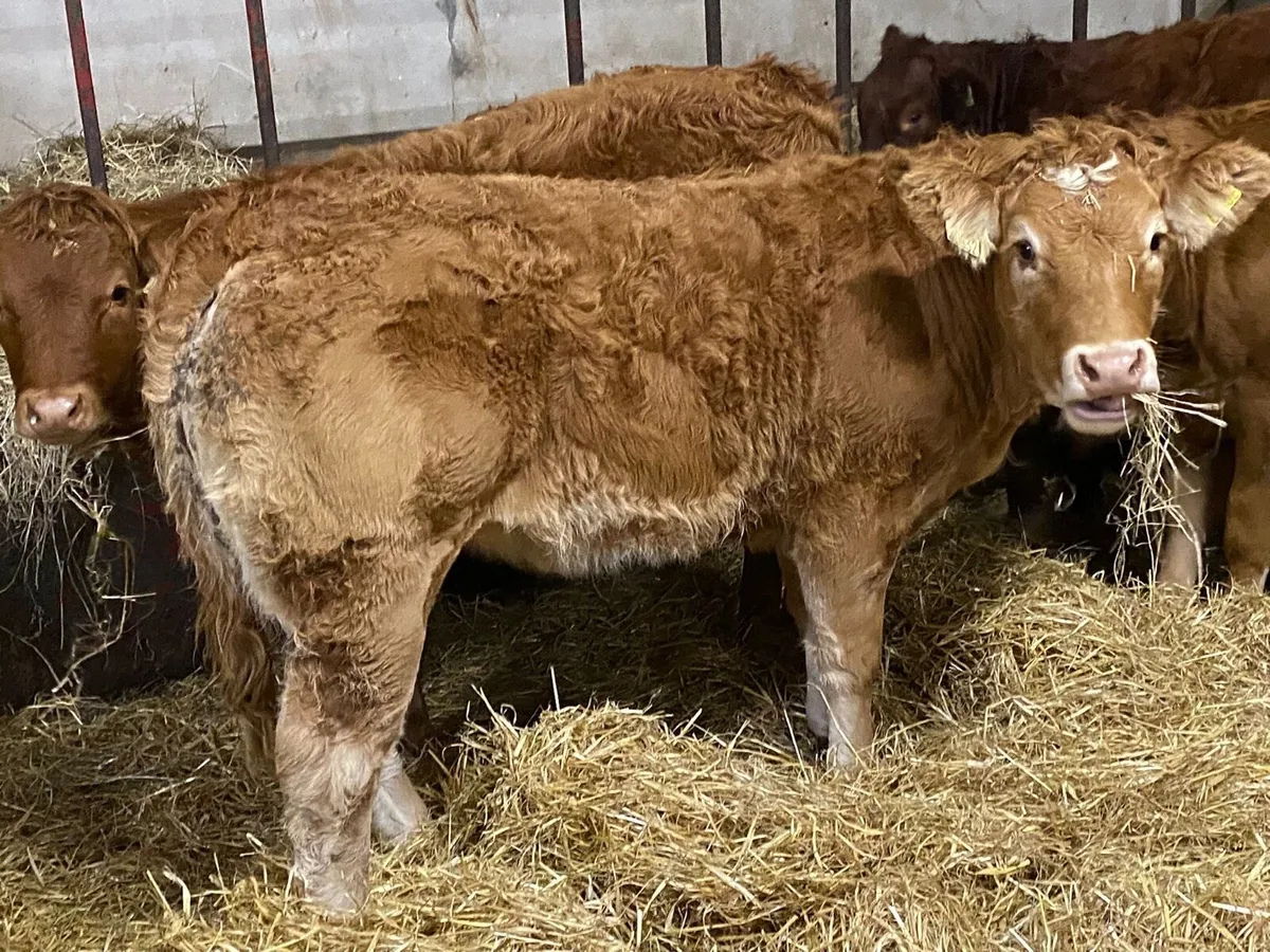 10 Super U Grade Red LIM Heifer Weanlings - Image 4