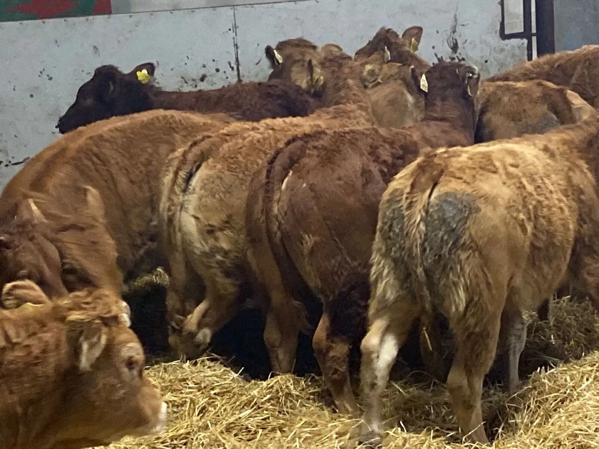 10 Super U Grade Red LIM Heifer Weanlings - Image 1