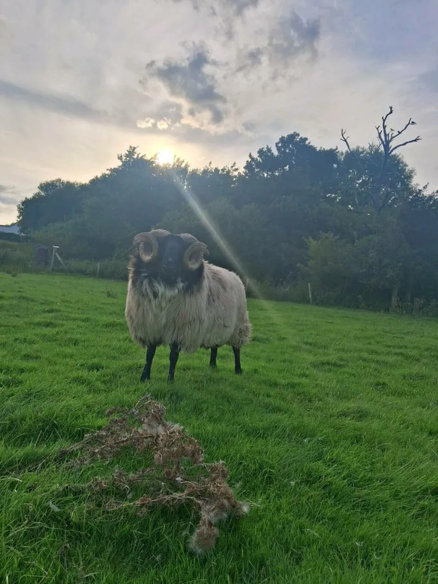 Ram - Image 1