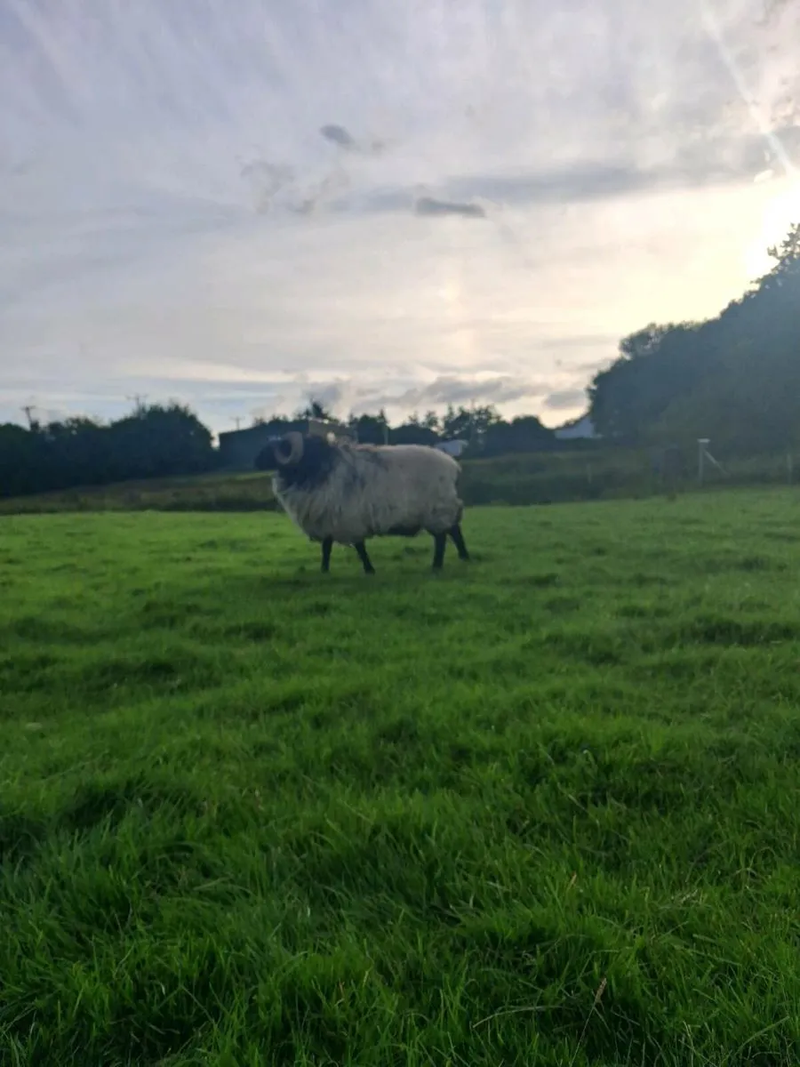 Ram - Image 2