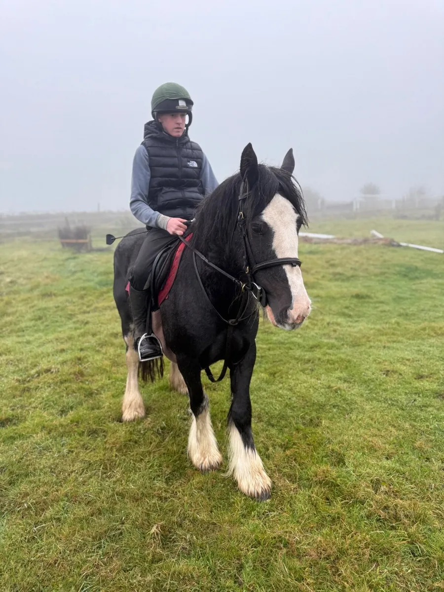 Child’s pony - Image 1