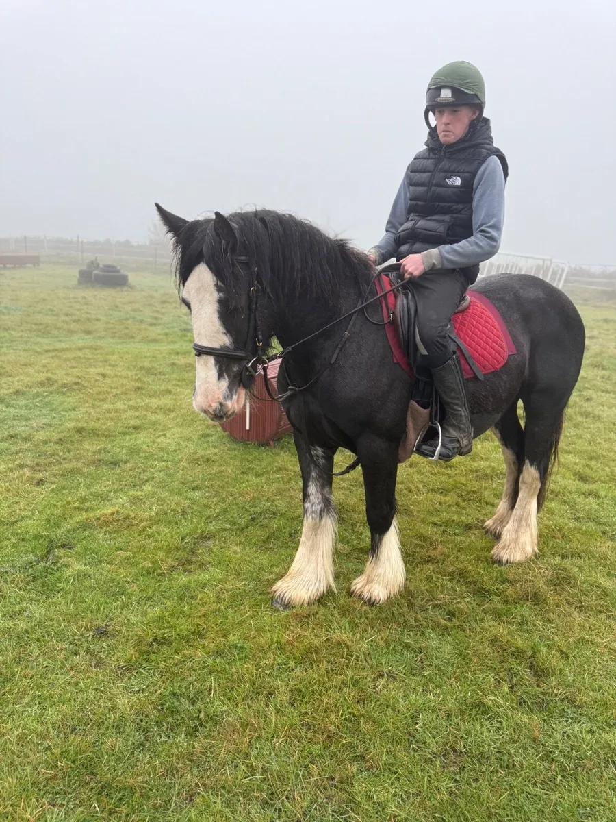 Child’s pony - Image 2