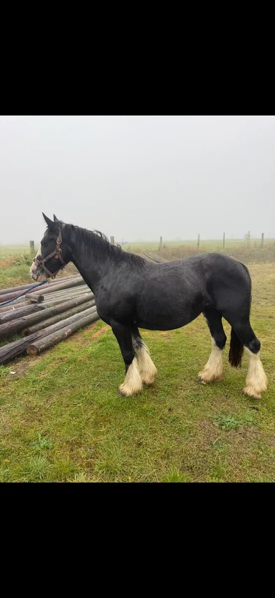 Child’s pony - Image 3