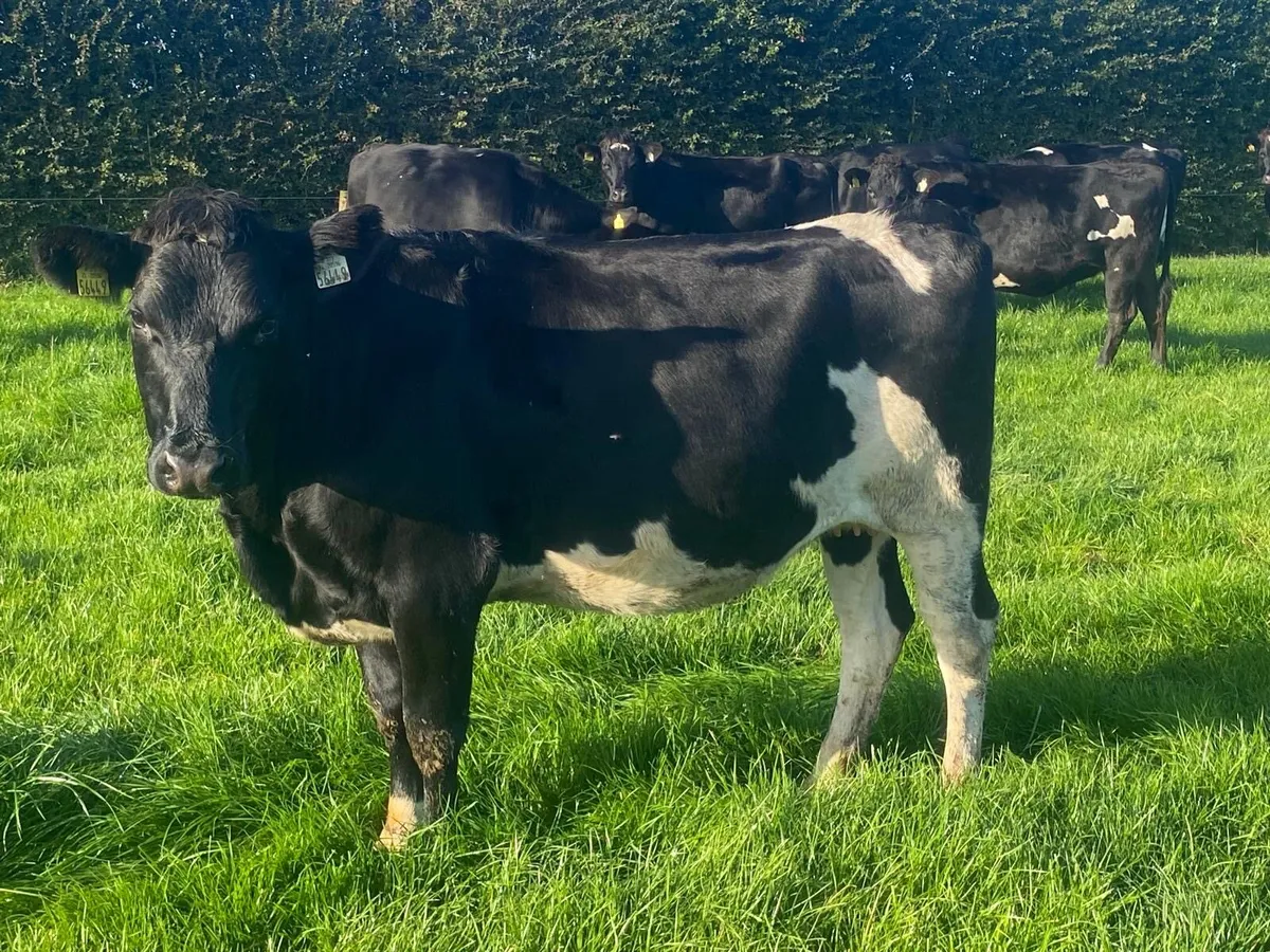 40 Incalf heifers - Image 1