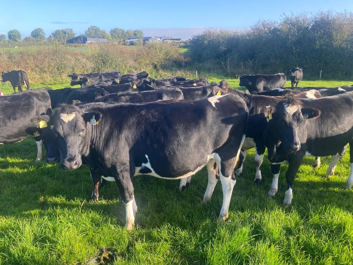 40 Incalf heifers - Image 2