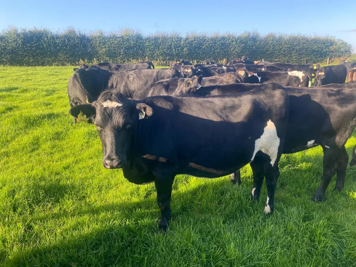 40 Incalf heifers - Image 3