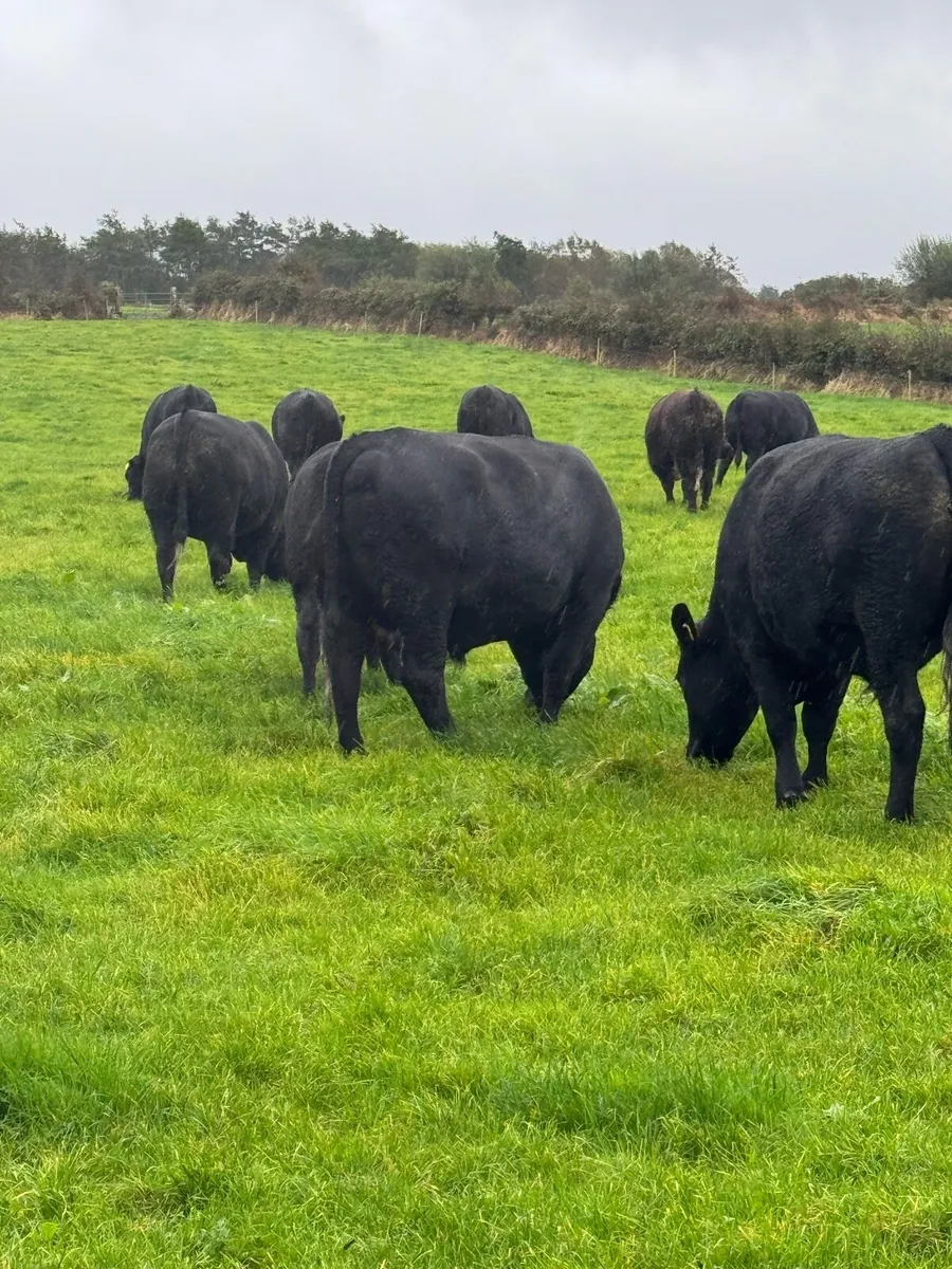 22Angus Bullocks - Image 1