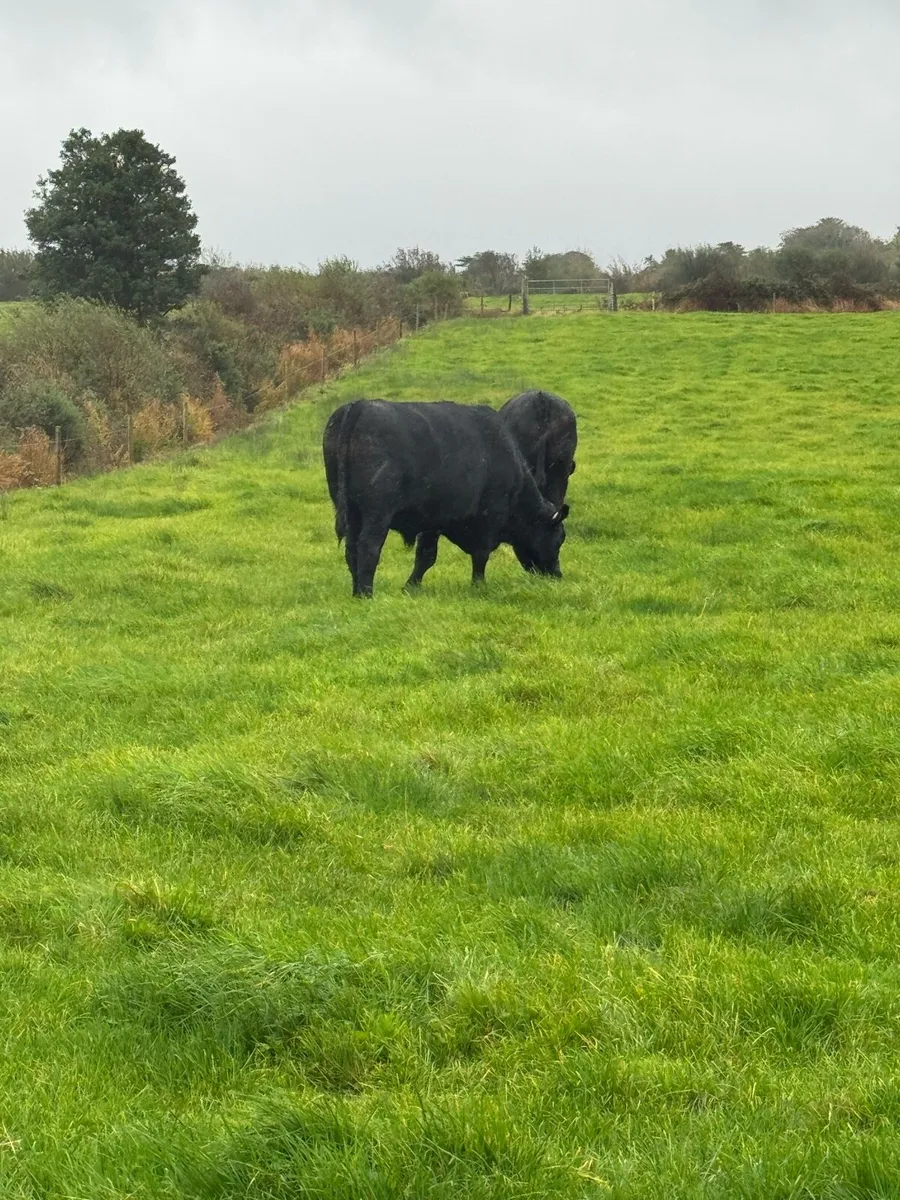 22Angus Bullocks - Image 2