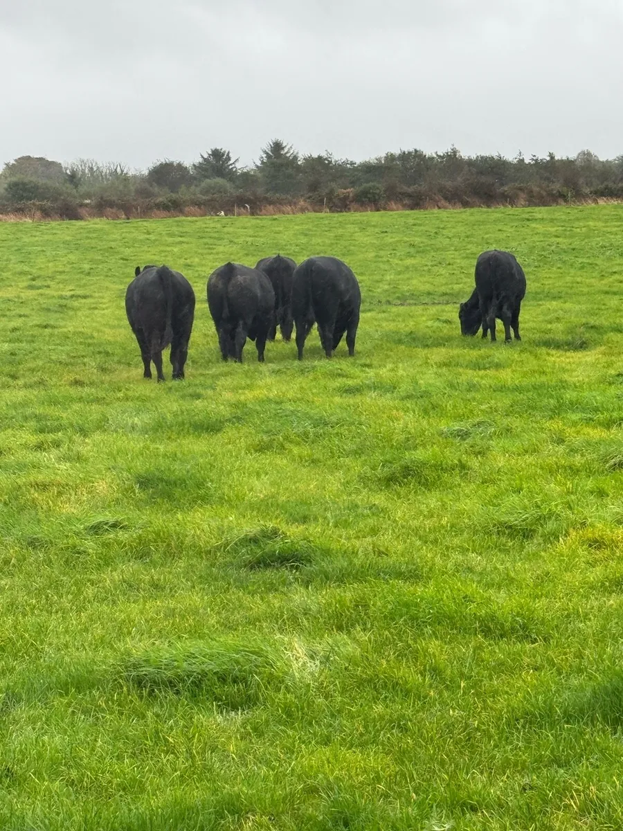 22Angus Bullocks - Image 3
