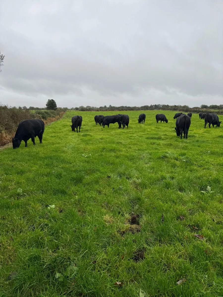 22Angus Bullocks - Image 4