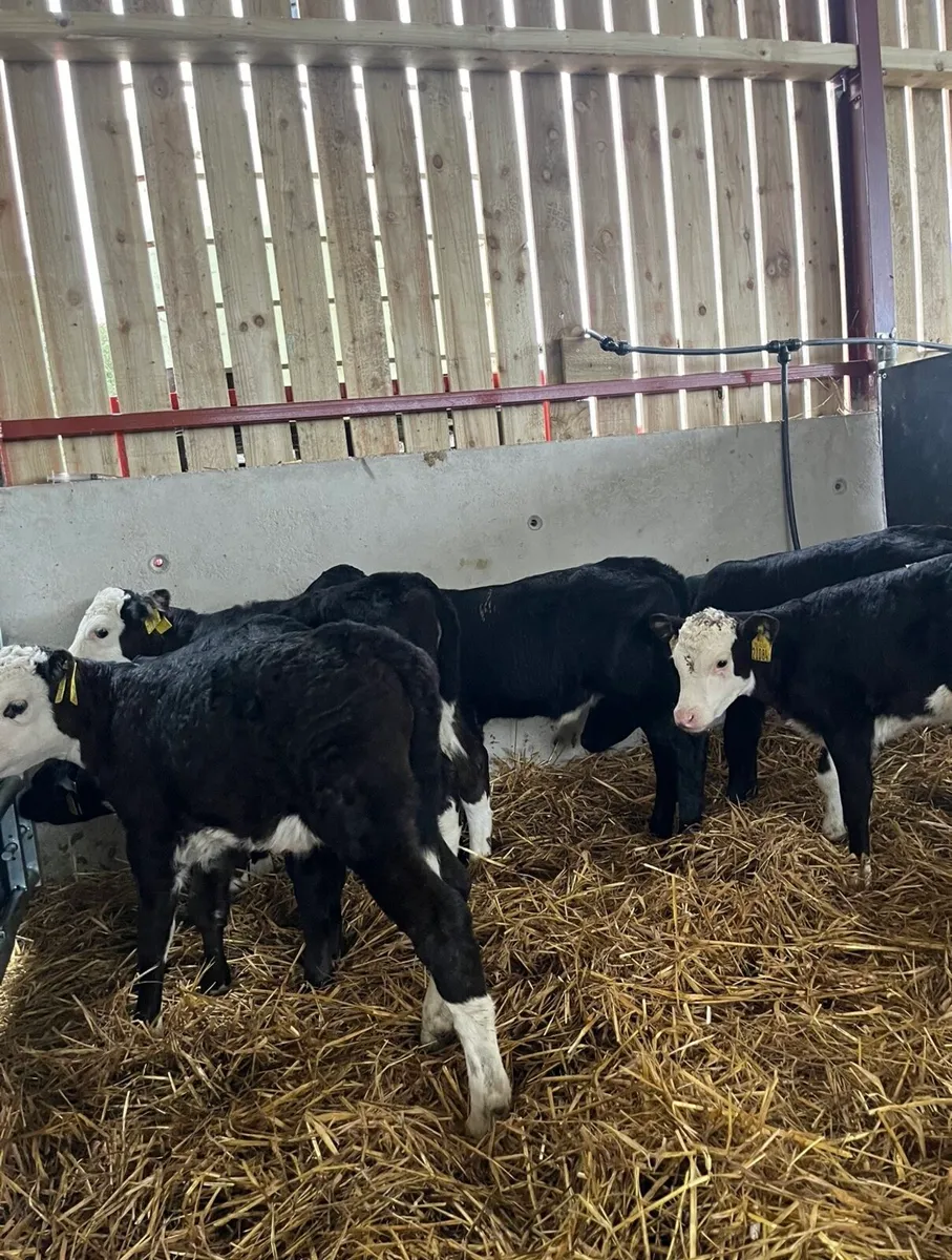 6 super heifer calves for sale - Image 1