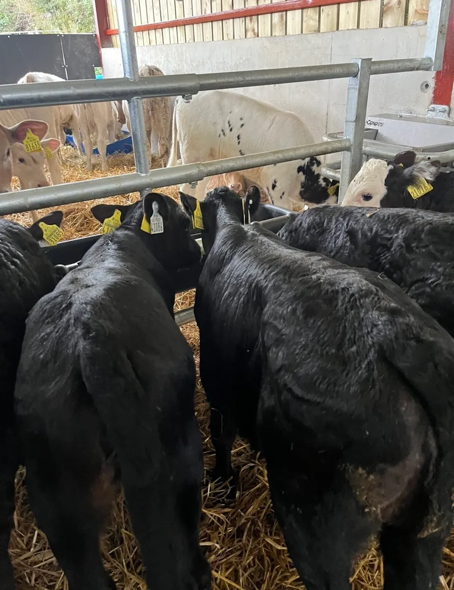 6 super heifer calves for sale - Image 2