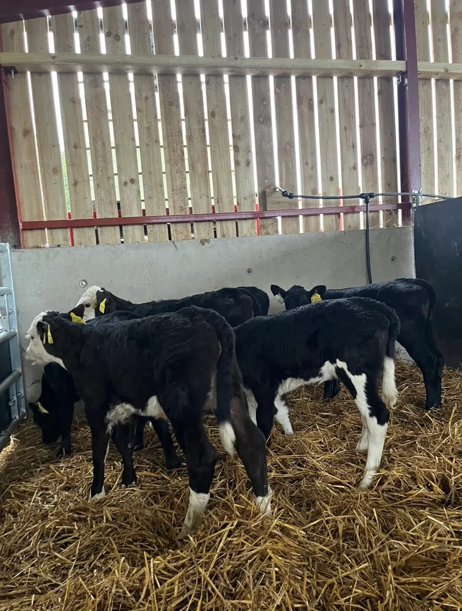 6 super heifer calves for sale - Image 3