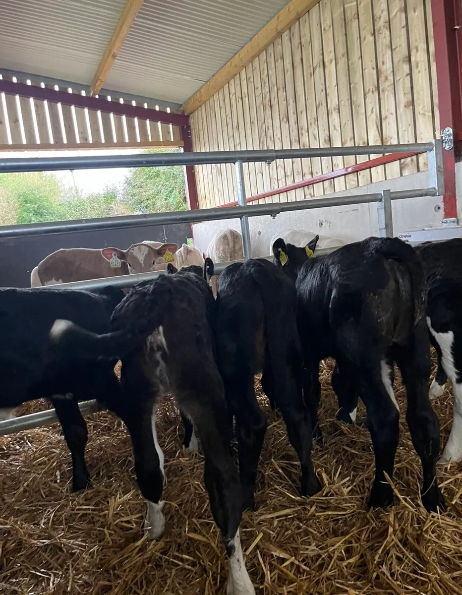 6 super heifer calves for sale - Image 4