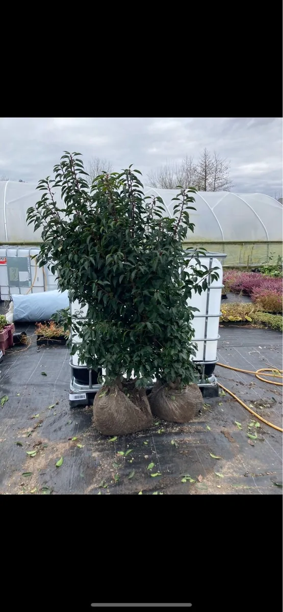 Mature Hedging - Image 1