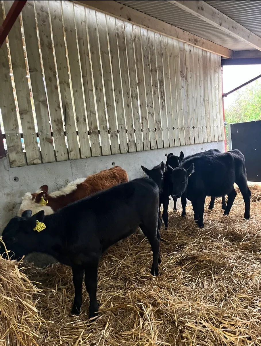 5 lovely runner heifers for sale - Image 1