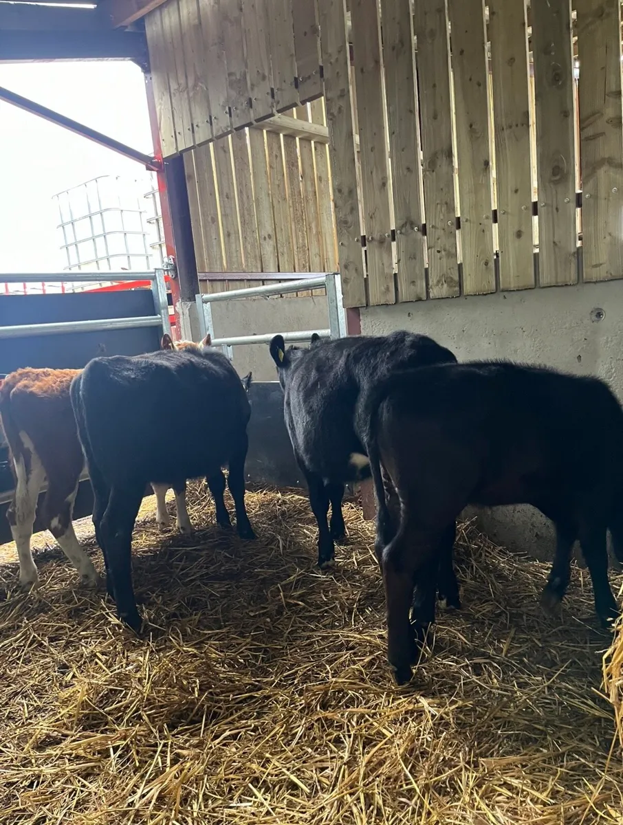 5 lovely runner heifers for sale - Image 2