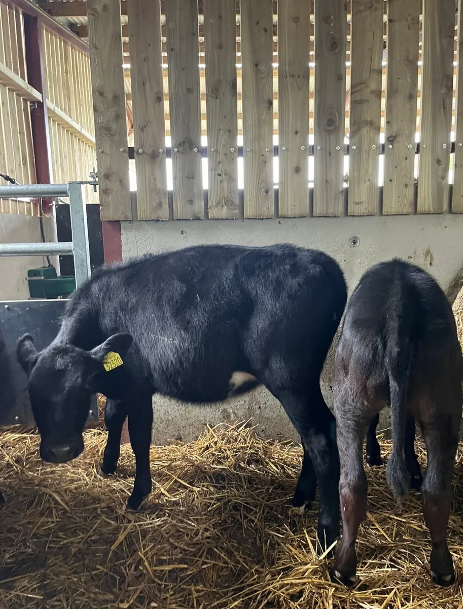 5 lovely runner heifers for sale - Image 3