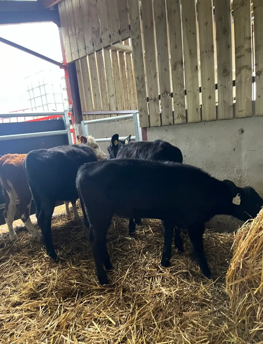 5 lovely runner heifers for sale - Image 4