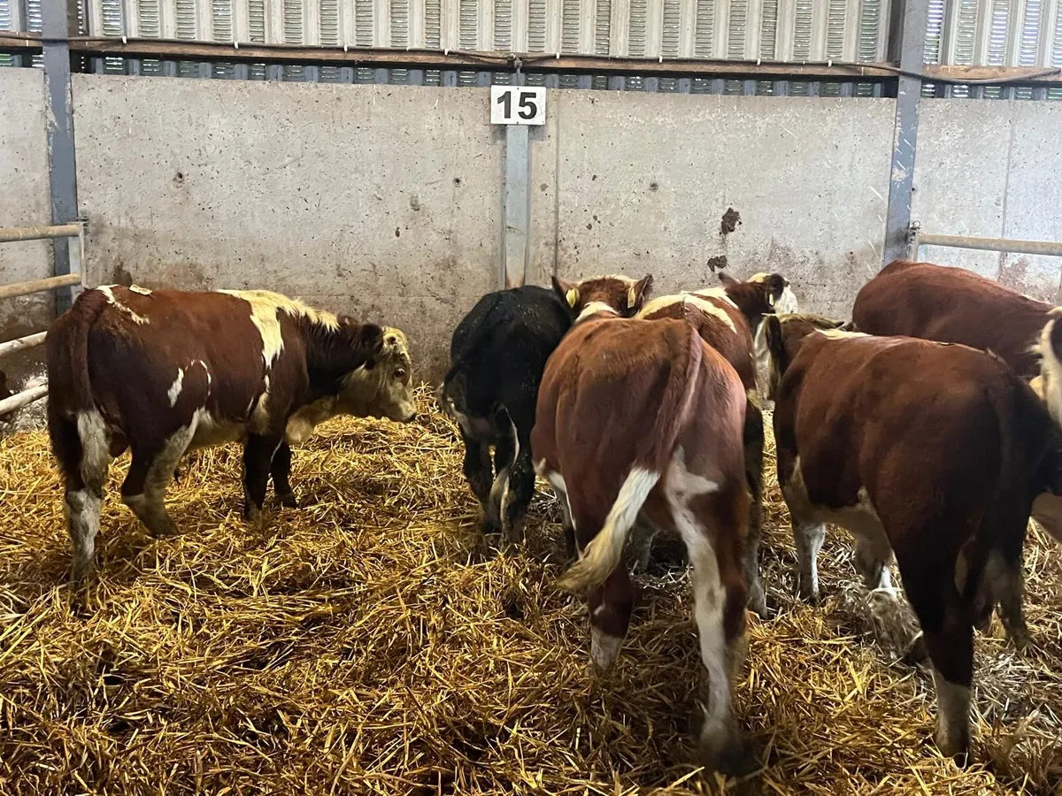 9 super suckler bred  Hereford bulls - Image 1