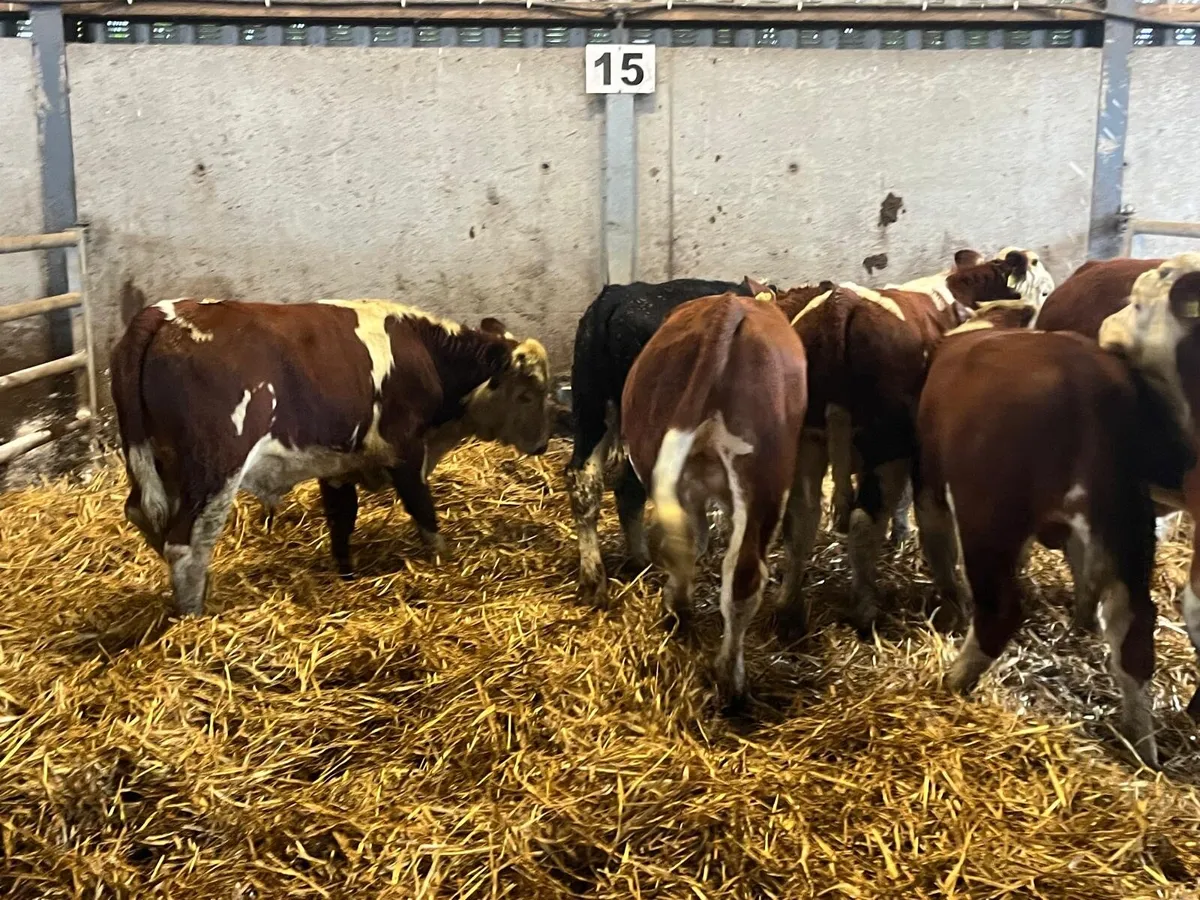 9 super suckler bred  Hereford bulls - Image 2