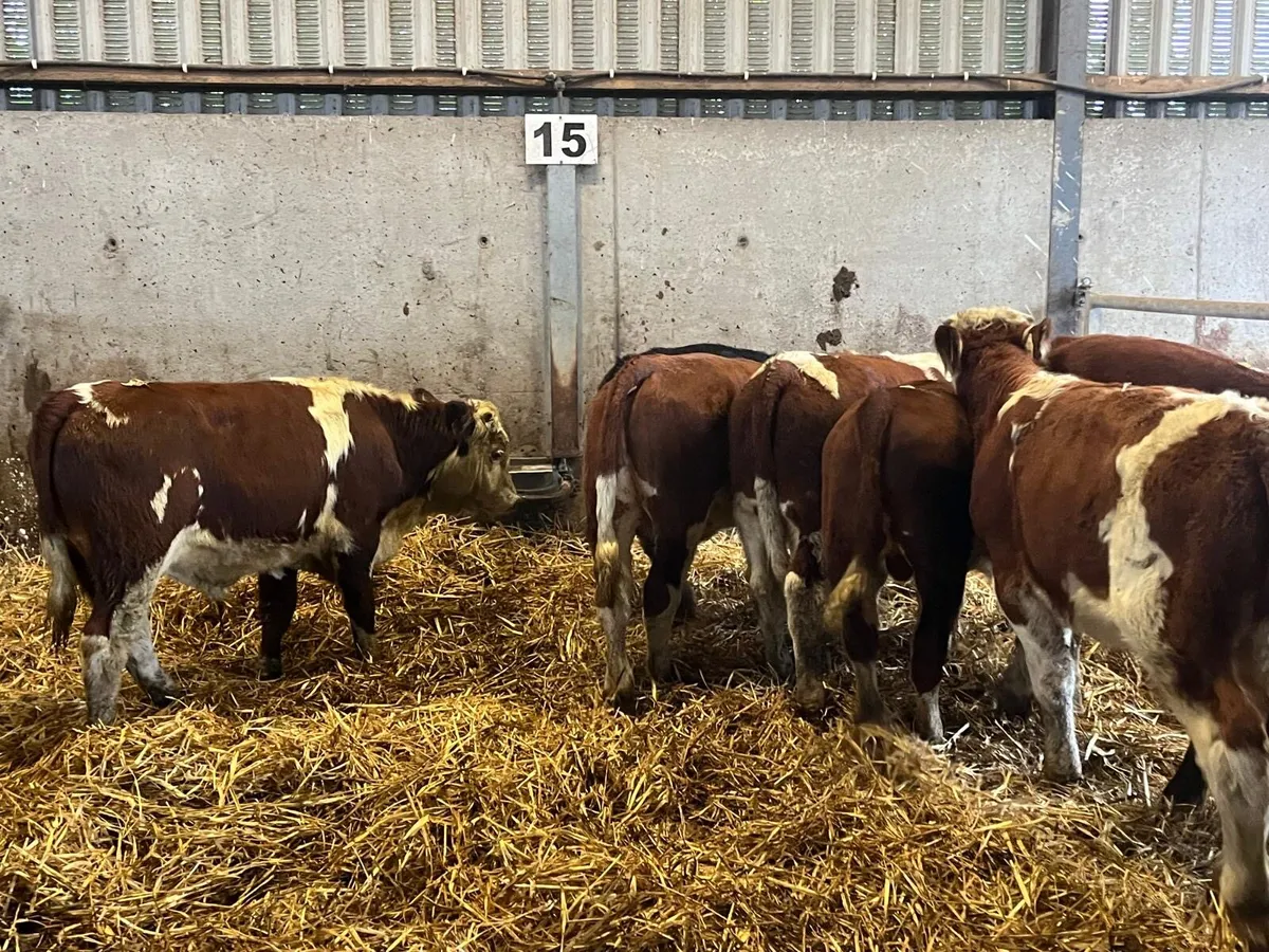 9 super suckler bred  Hereford bulls - Image 3